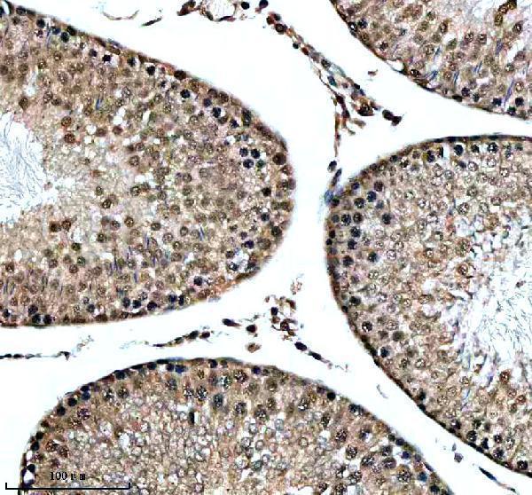 m02018 1 numa primary antibodies ihc testing 3