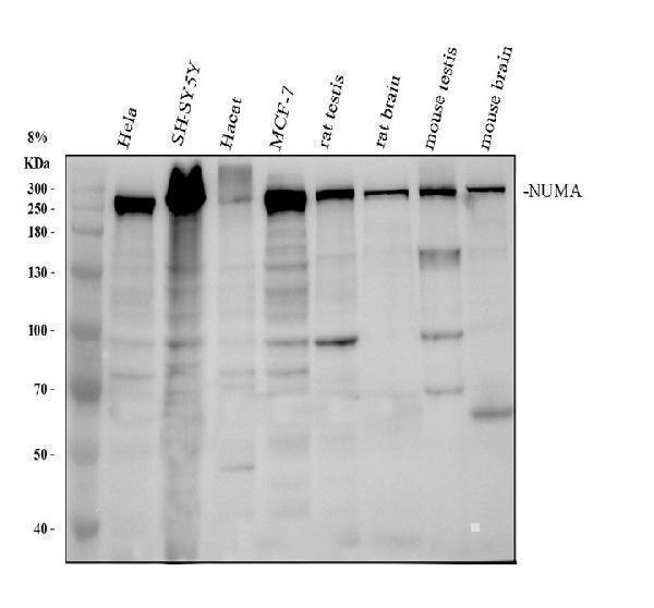 Western blot analysis of NUMA1 using anti-NUMA1 antibody (M02018-1)
