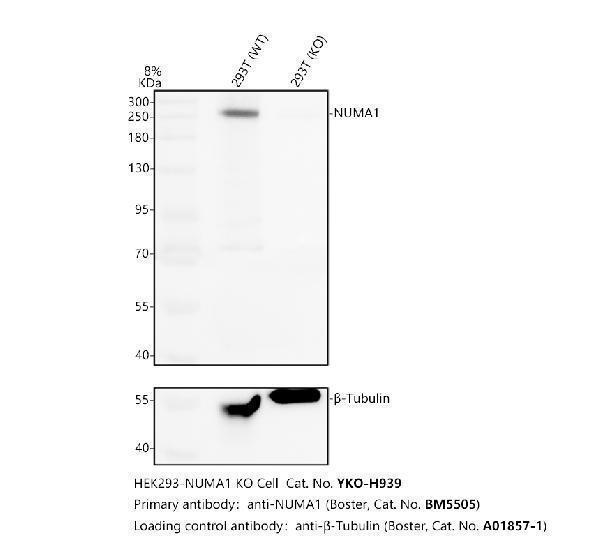 m02018 1 numa1 primary antibodies wb testing 2