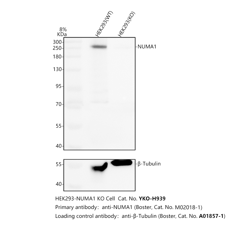 m02018 1 numa1 primary antibodies wb testing 2_1