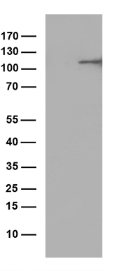 m02021 anti arts1 erap1 mouse monoclonal antibody clone id oti6e3 wb testing 1