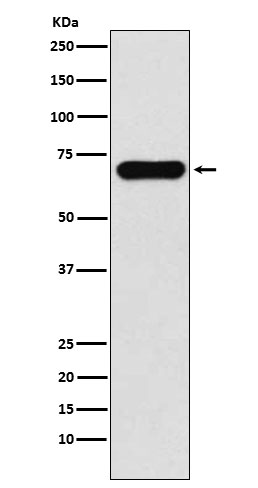 Western blot analysis of PCK1 expression in Human fetal kidney lysate