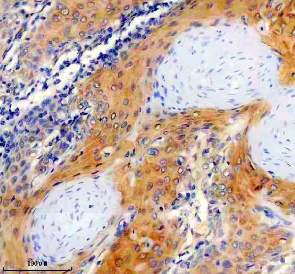 IHC analysis of PON2 using anti-PON2 antibody (M02027-1)