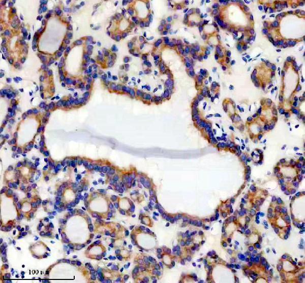 m02027 1 pon2 primary antibodies ihc testing 3