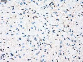 m02028 1 anti tristetraprolin zfp36 mouse monoclonal antibody clone id oti8b5 ihc testing 5