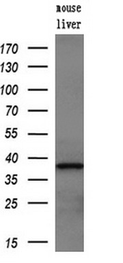 m02028 anti tristetraprolin zfp36 mouse monoclonal antibody clone id oti1a2 wb testing 3