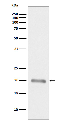 m02033 1 wb
