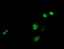 m02038 1 anti c jun jun mouse monoclonal antibody clone id oti3g2 if testing 5