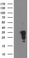 m02038 1 anti c jun jun mouse monoclonal antibody clone id oti3g2 wb testing 1