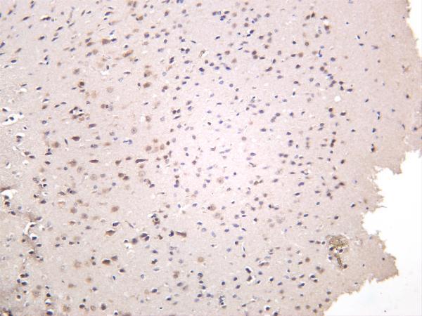 Mouse brain was stained with anti-c-Jun rabbit antibody