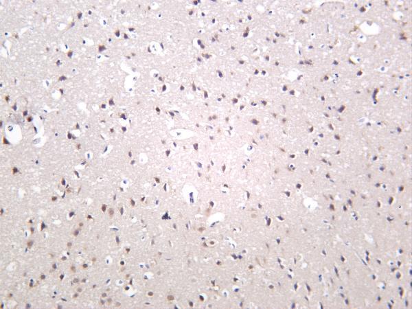 Rat brain was stained with anti-c-Jun rabbit antibody