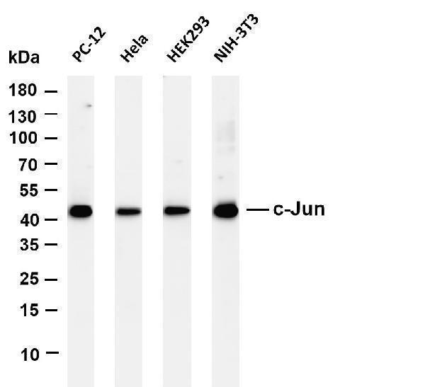 m02038 3 jun primary antibodies wb testing 1