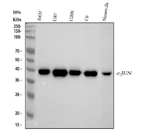m02038 c jun primary antibodies wb testing 1