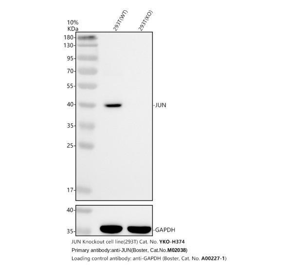 m02038 jun primary antibodies wb testing 2_1
