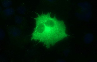 Anti-TOLLIP mouse monoclonal antibody (M02039-2) immunofluorescent staining of COS7 cells transiently transfected by pCMV6-ENTRY TOLLIP