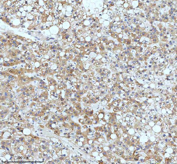 m02040 ccnb2 primary antibodies ihc testing 4