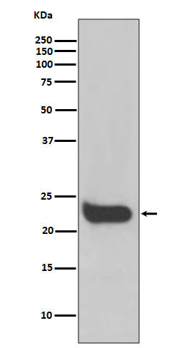 m02041 wb