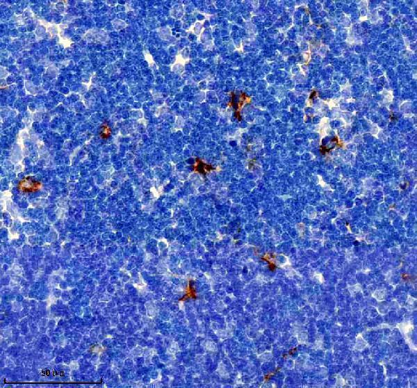 m02047 1 f13a1 primary antibodies ihc testing 4