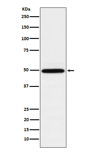 Western blot analysis of TIP49A expression in K562 cell lysate