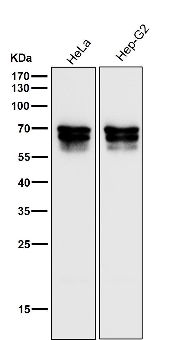 All lanes use the Antibody at 1:3K dilution for 1 hour at room temperature