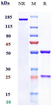Anti-C1s Reference Antibody (sutimlimab) on SDS-PAGE under reducing (R) condition