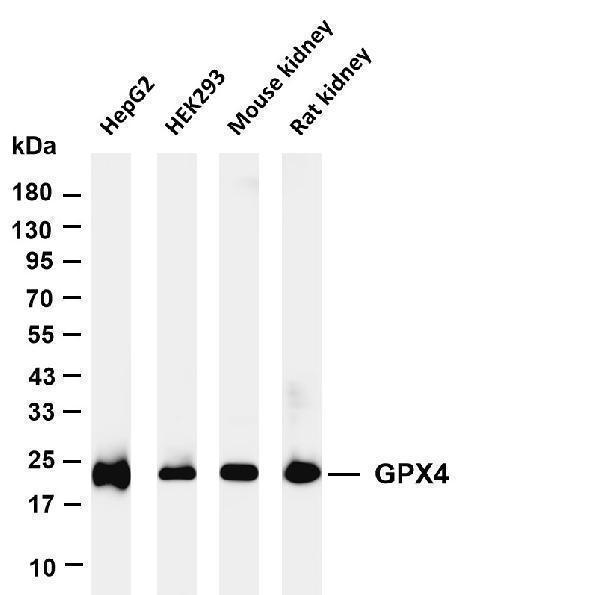 m02059 2 gpx4 primary antibodies wb testing 1