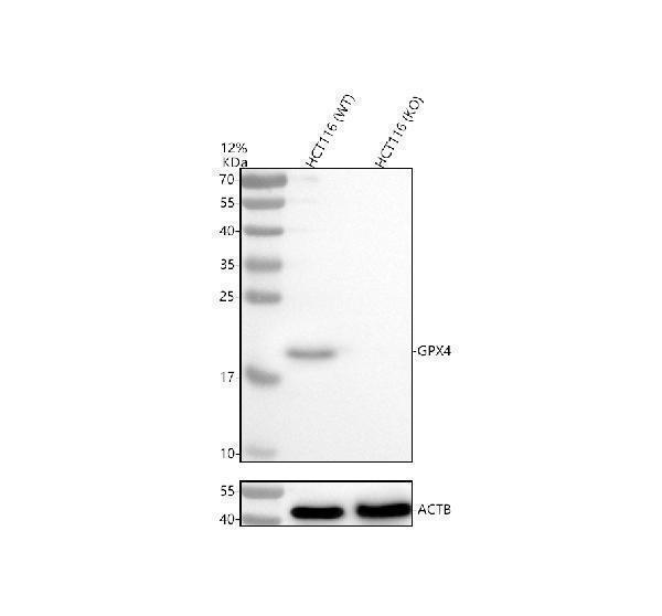 m02059 gpx4 antibodies wb testing 3