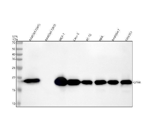 m02059 gpx4 primary antibodies wb testing 1_1