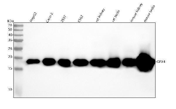 m02059 gpx4 primary antibodies wb testing 2