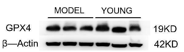 m02059 gpx4 primary antibodies wb testing 4