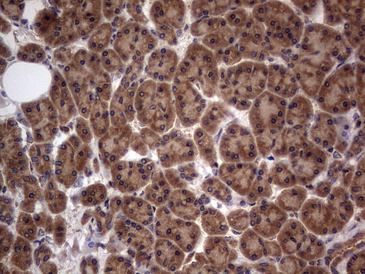 m02061 1 anti a raf araf mouse monoclonal antibody clone id oti2g9 ihc testing 3