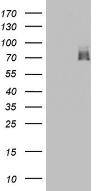 m02061 1 anti a raf araf mouse monoclonal antibody clone id oti2g9 wb testing 1