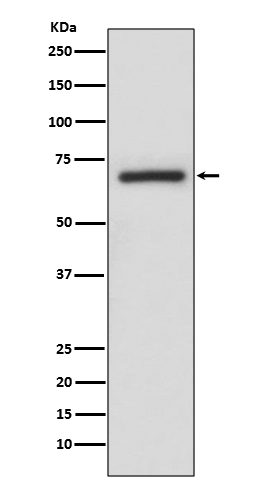 m02061 wb