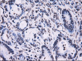m02067 1 anti rpa34 rpa2 mouse monoclonal antibody clone id oti1h10 ihc testing 10