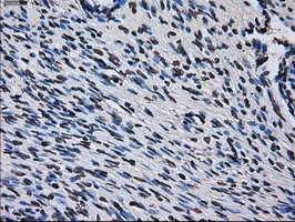 m02067 1 anti rpa34 rpa2 mouse monoclonal antibody clone id oti1h10 ihc testing 3