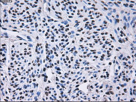 m02067 1 anti rpa34 rpa2 mouse monoclonal antibody clone id oti1h10 ihc testing 6