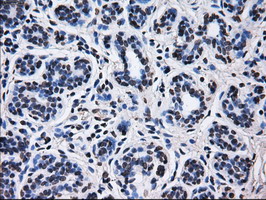 m02067 1 anti rpa34 rpa2 mouse monoclonal antibody clone id oti1h10 ihc testing 8