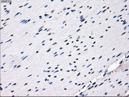 m02067 1 anti rpa34 rpa2 mouse monoclonal antibody clone id oti1h10 ihc testing 9