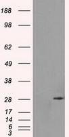 m02067 1 anti rpa34 rpa2 mouse monoclonal antibody clone id oti1h10 wb testing 1