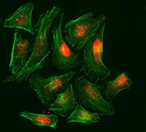 m02067 2 rpa2 primary antibodies if testing 6