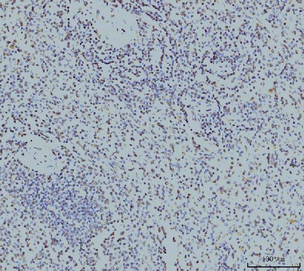 m02067 2 rpa2 primary antibodies ihc testing 2
