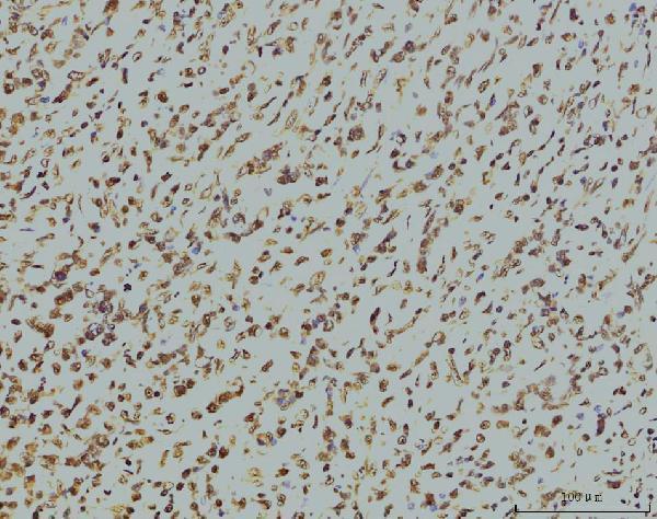 m02067 2 rpa2 primary antibodies ihc testing 3