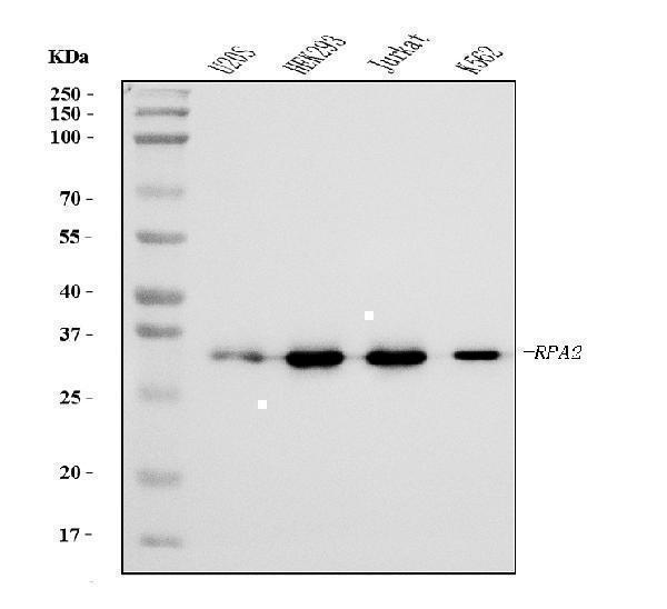 m02067 2 rpa2 primary antibodies wb testing 1