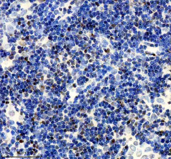 m02067 3 rpa2 primary antibodies ihc testing 3