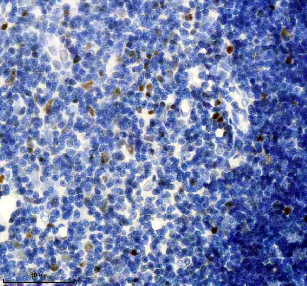 m02067 3 rpa2 primary antibodies ihc testing 4