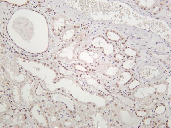 m02067 5 rpa2 primary antibodies ihc testing 1