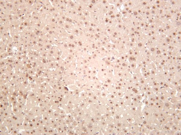 m02067 5 rpa2 primary antibodies ihc testing 3