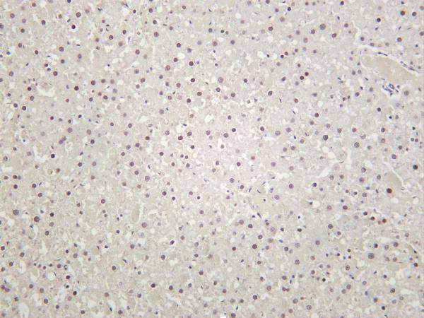 m02067 5 rpa2 primary antibodies ihc testing 4