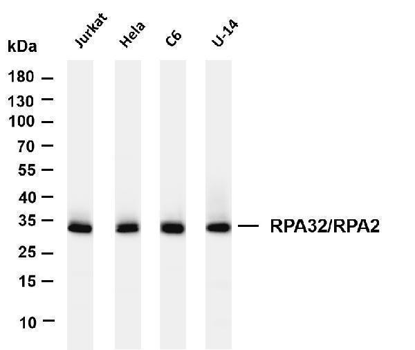 m02067 5 rpa2 primary antibodies wb testing 1