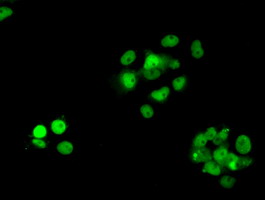 m02067 anti rpa34 rpa2 mouse monoclonal antibody clone id oti9a1 if testing 20